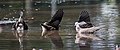 Spotted Doves- bathing I5- Kolkata IMG 6185.jpg