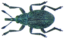 Squamapion atomarium (Kirby, 1808) (8726844962).png