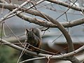 Squirrel in tree (442689255).jpg