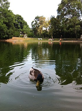 Stadtpark, Vienna a duck