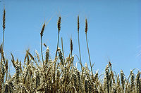 Triyu (genus: Triticum)