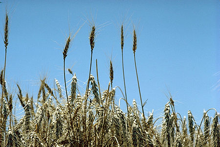 Fail:Standing_wheat_in_Kansas.jpg