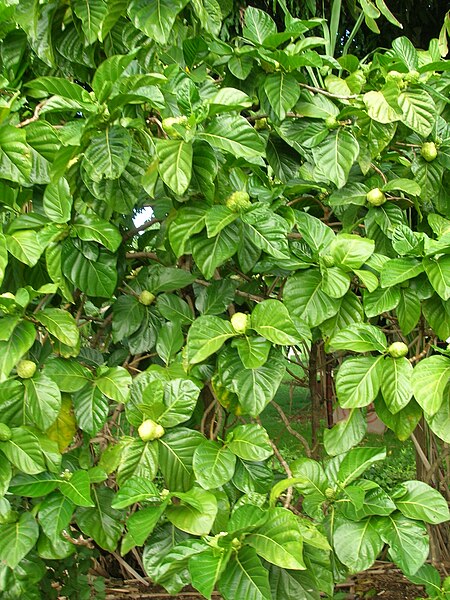 File:Starr 061108-9764 Morinda citrifolia.jpg