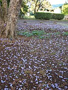 Fleurs au sol à Hawaï.