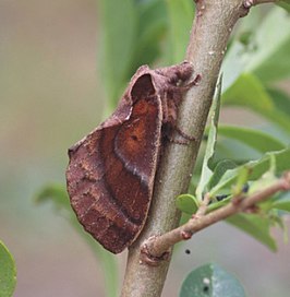 Stoermeriana laportei