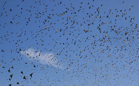 birds flying over Napa Valley