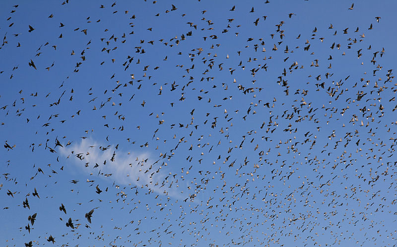 File:Sturnus vulgaris in Napa Valley 1.jpg