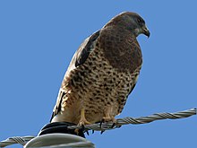 شاهین Swainson (Buteo swainsoni) RWD.jpg