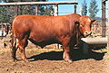 Category:Symons Type cattle