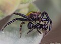 Synema globosum femelle mangeant une fourmi à Rognes.