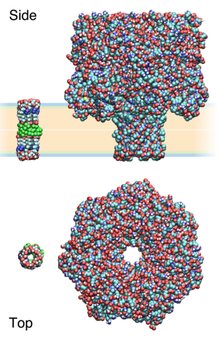 <span class="mw-page-title-main">Synthetic ion channels</span>