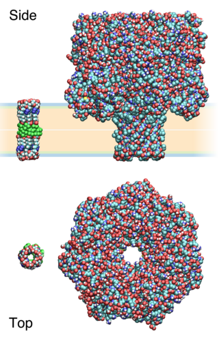 Biophysics and nanotechnology of ion channels