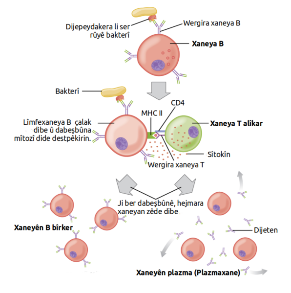 File:T cell-dependent activation of B cells ku.png