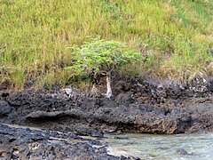 Albero di tamarindo nella Lagoa Azul (São Tomé) (6) .jpg