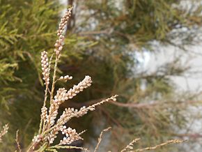 A kép leírása Tamarix senegalensis flowers.jpg.