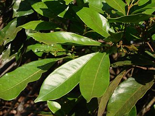 <i>Tapirira</i> Genus of flowering plants