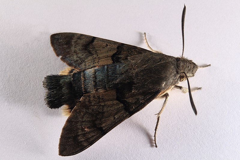 File:Taubenschwänzchen Macroglossum stellatarum 5467.jpg