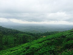 Perkebunan teh di sekitar Puncak Chembra, Ghat Barat