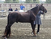 Теннесси Walking Horse2.jpg