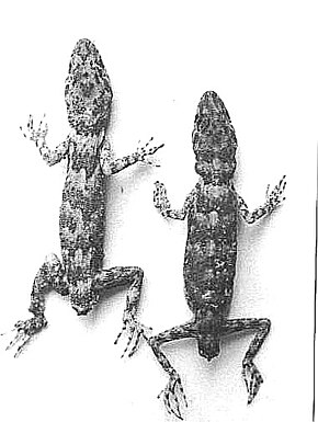 Billedbeskrivelse Tenuidactylus baturensis.jpg.