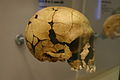 El cráneo de Teshik-Tash es de un neanderthal, confirmado por análisis de ADNm, de un ejemplar juvenil de unos 9 años, si bien presenta algunos rasgos de sapiens, como la frente alta, aunque podrían ser debidos a la reconstrucción.