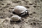 Thumbnail for Armenian tortoise