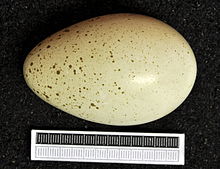 Egg, Collection Museum Wiesbaden Tetraogallus himalayensis MWNH 1095.JPG