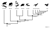 Vignette pour Mammalia (classification phylogénétique)