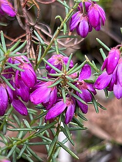 Tetratheca ericifolia.jpg