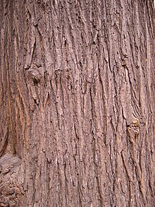 This is only a two dimensional image of a tree, but appears to have the texture of three dimensional bark. Texture arbre.jpg