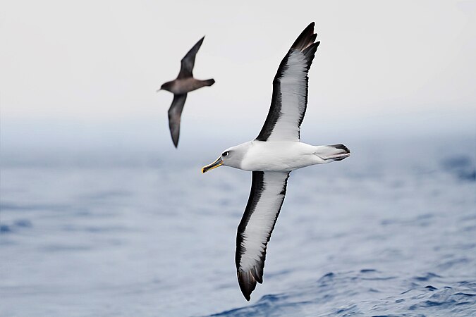 在澳大利亞塔斯馬尼亞州塔斯曼半島東部拍到的新西蘭信天翁（英語：Buller's Albatross） （學名：Thalassarche bulleri）與短尾鸌（學名：Ardenna tenuirostris ) 並肩飛行。