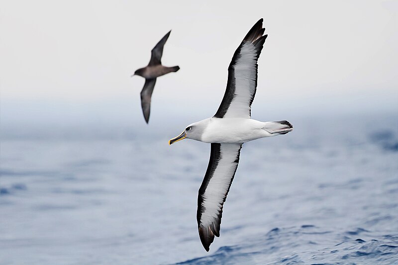 File:Thalassarche bulleri in flight 1 - SE Tasmania.jpg