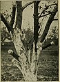 The fruit-growers guide-book (1911) (14598192400).jpg