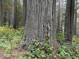 The redwoods south of Crescent City (21745029380).jpg