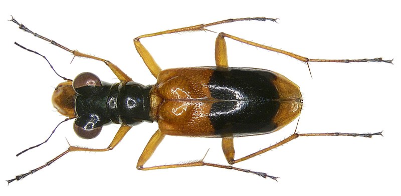 File:Therates fasciatus fasciatus (Fabricius, 1801) (3185390872).jpg