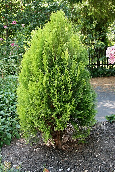 File:Thuja occidentalis June2008.JPG