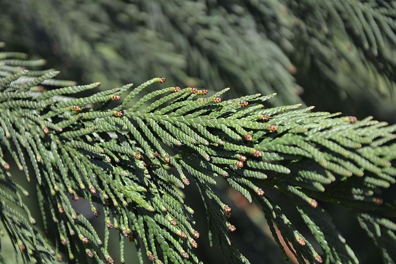 File:Thuja plicata 21 4 2017 Kaisaniemi 0016.jpg