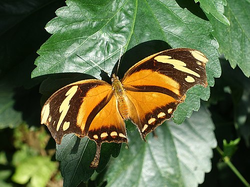 Schmetterling Tiger Blatt