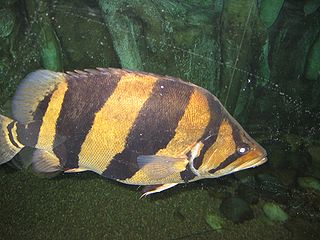 <span class="mw-page-title-main">Siamese tigerfish</span> Species of fish