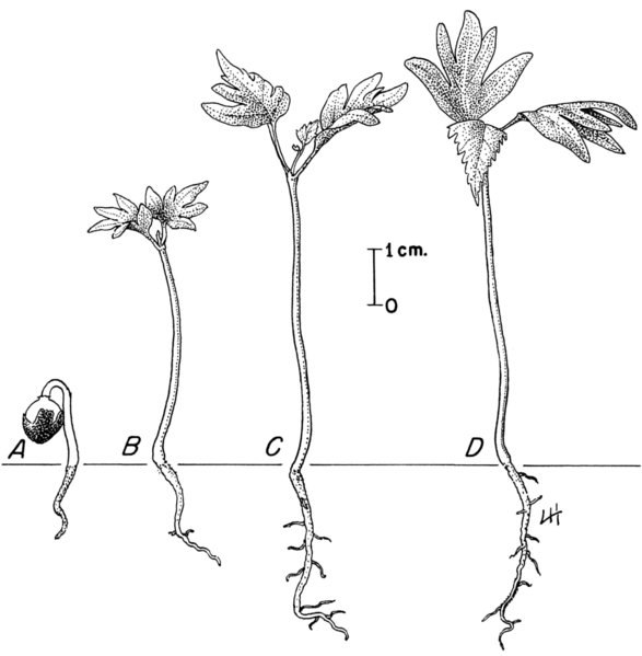 File:Tilia americana seedlings.png