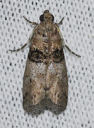 <i>Tlascala</i> Genus of moths