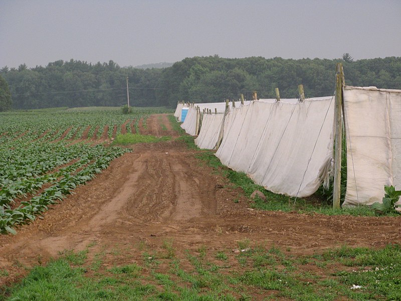 File:Tobacco field in East Windsor Connecticut USA.JPG