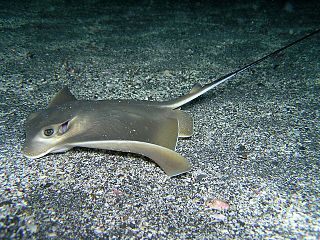 <span class="mw-page-title-main">Japanese eagle ray</span> Species of cartilaginous fish