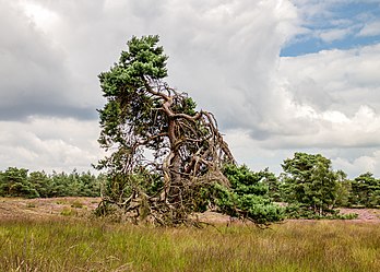 Un pin sylvestre, en Veluwe (Pays-Bas). (définition réelle 4 081 × 2 915)