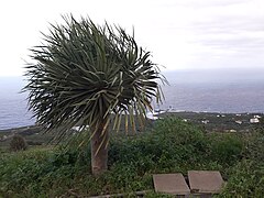 Trail from La Fajana, La Palma, to Barlovento, view to Faro with dragon tree in wind.jpg