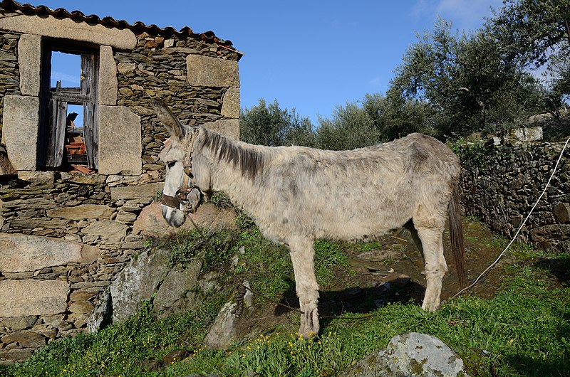 File:Tralhariz, Carrazeda de Ansiães, Portugal (8352975705).jpg