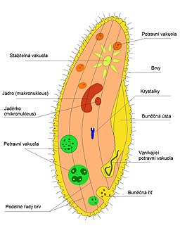 Trapka velka Paramecium caudatum