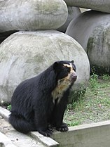 Tremarctos ornatus at Rio de Janeiro Zoo, Brazil