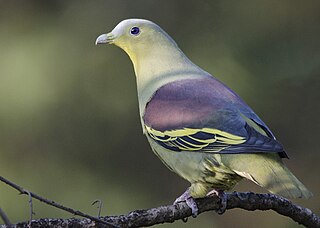 Grey-fronted green pigeon Species of bird