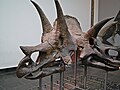 Triceratops